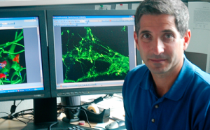 Профессор TSRI Фил Ло-Гроссо (Phil LoGrasso), PhD, – пионер в области разработки JNK-ингибиторов для лечения нейродегенеративных заболеваний.