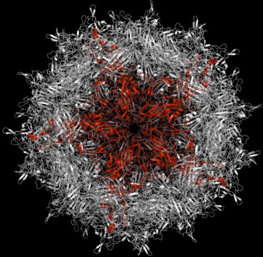 Модель аденоассоциированного вируса типа 2