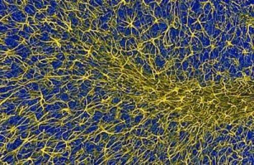 Глиальные клетки в мозжечке, увеличенные в 400 раз.