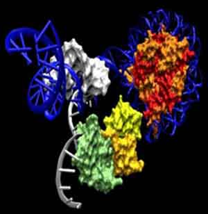 Комплекс PRC2 переносится к своим генам-мишеням  посредством связывания с короткими РНК, транскрибируемыми  РНК-полимеразой II. Это блокирует полную транскрипцию регуляторных генов  развития, что в противном случае привело бы к изменению идентичности  клетки.