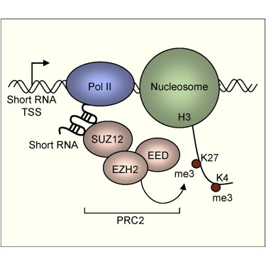 Поликомб-белки сохраняют идентичность клетки  путем подавления экспрессии генов-регуляторов развития, специфичных для  других типов клеток. Комплекс PRC2 катализирует триметилирование лизина  27 гистона H3 (H3K27me3). Находясь в состоянии репрессии, гены-мишени  PRC2,  тем не менее, обычно ассоциированы с маркером инициации  транскрипции  H3K4me3, но значение этого остается неясным. Ученые из  Университетского колледжа Лондона  определили класс коротких РНК, длиной  примерно 50-200 нуклеотидов, транскрибированных  с 5′-конца  генов-мишеней поликомб-белков в предшественниках T-клеток и  эмбриональных стволовых клетках. Транскрипция коротких РНК ассоциирована  с РНК-полимеразой II и H3K4me3, проходит в отсутствии транскрипции mРНК  и независима от активности поликомб-белков. Короткие РНК  взаимодействуют с PRC2 через SUZ12, вызывают репрессию гена в <i>cis </i>и  деплецируются из генов-мишеней поликомб-белков, активированных во время  дифференциации клетки. Предполагается, что короткие РНК играют  роль в  ассоциации PRC2 с его генами-мишенями.