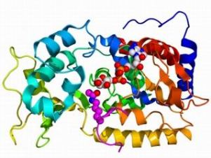Кристаллическая структура белка, кодируемого геном sir2 дрожжей, в комплексе с АДФ и гистонным белком Н4.