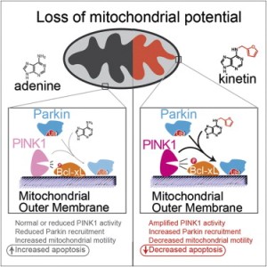 Роль митохондрий в патогенезе болезни Паркинсона является общепризнанной. Мутации в митохондриальной киназе PINK1, снижающие ее активность, связаны с повреждением митохондрий и приводят к развитию аутосомно-рецессивной формы болезни Паркинсона с ранним началом. Терапевтические подходы к повышению активности PINK1 не разработаны, так как неизвестны аллостерические регуляторные сайты PINK1. Для повышения активности как связанной с болезнь Паркинсона мутантной PINK1G309D, так и PINK1WT американские ученые предложили альтернативную стратегию – нео-субстратный подход с использованием аналога АТФ кинетинтрифосфата (КТФ). Обработка клеток предшественником КТФ кинетином приводит к биологически значимому повышению активности PINK1, проявляющемуся в более высоких уровнях привлечения Паркина к деполяризованным митохондриям, в снижении подвижности митохондрий в аксонах и более низком уровне апоптоза. Открытие нео-субстратов для киназ может дать недооцененную на сегодня возможность регулирования их активности.