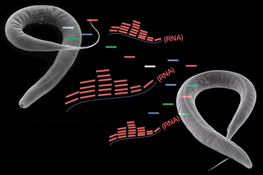 У круглых червей голодание вызывает изменения в малых РНК, что позволяет им передавать приобретенные признаки последующим поколениям.