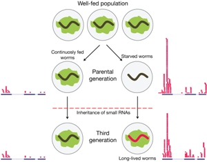 Наследственная передача малых РНК (красные столбцы) потомству голодавших червей приводит к увеличению продолжительности жизни поколения F3.