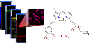 Флуоресцентное соединение CDr3 окрашивает нейральные стволовые клетки наиболее ярко и селективно.