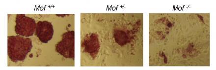 Белок Mof играет ключевую роль в эпигенетике стволовых клеток, то есть помогает им считывать информацию с их  ДНК.