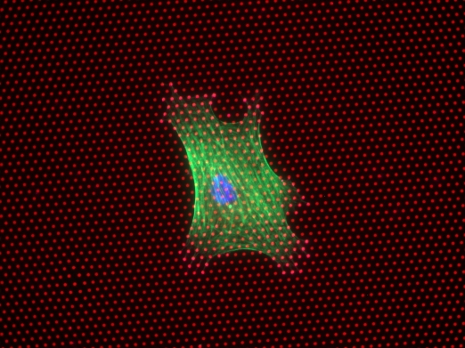 Иммунофлуоресцентное изображение человеческой мезенхимальной стволовой клетки, растущей на пластине с микростолбиками. Снимок получен через  1 сутки культивирования. Красные точки – микростолбики,  на этом образце достаточно короткие. Зеленым показана клетка, голубым – ее ядро. Клетка будет дифференцироваться в костную.