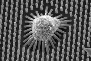 Полученное с помощью сканирующего электронного микроскопа изображение человеческой мезенхимальной стволовой клетки, растущей на подложке с длинными микростолбиками длиной около 13 микрон. Через 1 сутки культивирования клетка начинает оказывать на микростолбики центростремительную силу, что определяется по их наклону. Эта клетка превратится в жировую.