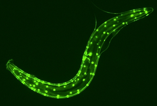 Флуоресцентный маркер показывает ядра мышечных клеток круглого червя Caenorhabditis elegans, дегенерация которых замедлена низкокалорийной диетой.