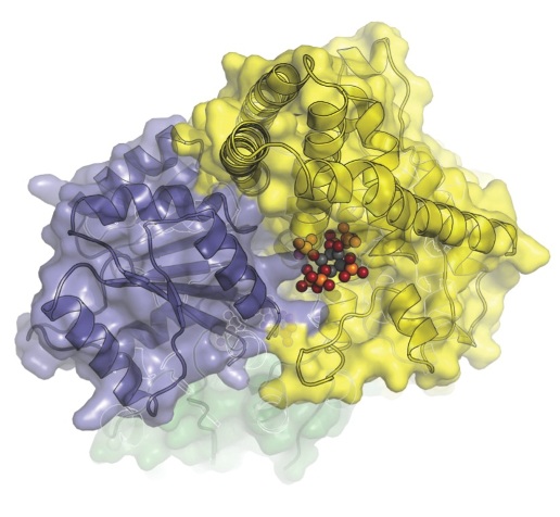 Молекулярный механизм, осуществляющий экспорт матричной РНК из ядра клетки в цитоплазму. На этом изображении белки Dbp5 (сине-серый) и Gle1 (желтый) связаны  гексакисфосфатом инозитола (IP6) (цветные сферы).