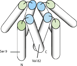 Модель тетрамера альфа-синуклеина на основе ЭМ-реконструкции и PRE. Спирали представлены в виде цилиндров. Остальная часть полипептида, которая, как ожидается, неупорядочена, не представлена.