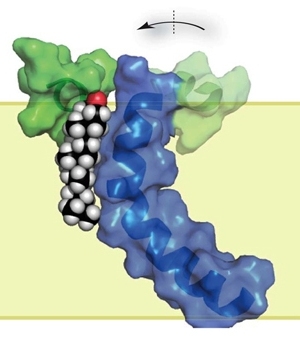 Ученые центра структурной биологии Университета Вандербильта определили структуру белка С99 (показан зеленым и синим), вовлеченного в развитие болезни Альцгеймера, и доказали, что С99 связывается с холестерином (показан черным, белым и красным). Это открытие раскрывает роль холестерина в патогенезе болезни Альцгеймера и предлагает новую стратегию разработки препаратов для профилактики и, возможно, лечения этого нейродегенеративного заболевания.