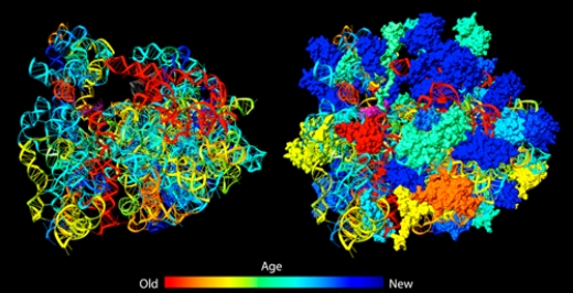 Ученые воссоздали эволюцию РНК (слева) и белковых (справа, вместе с рибосомной РНК) компонентов рибосомы. Более древние компоненты показаны красным; более молодые – синим. Два графика демонстрируют «большую конгруэнтность», что дает возможность предположить коэволюцию рибосомных белков и рибосомных РНК.