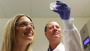 Выращенную  из стволовых клеток мини-почку изучают д-р Джессика Вансламбрук и  директор Института молекулярных бионаук Брэндон Вэйнрайт.
