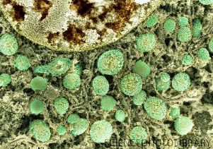 Клеточные органеллы. Срез клетки проксимального почечного канальца. Ядро клетки (частично видно сверху слева) содержит генетическую информацию. ДНК находится в комплексе с белками, образуя хроматин (светло-коричневые структуры). Ядро окружено митохондриями (зеленые), обеспечивающими клетку энергией. Нити между митохондриями – эндоплазматический ретикулум, место синтеза секреторных белков и липидов.