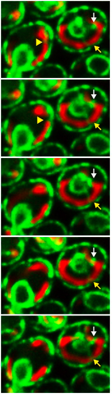 Замедленная съемка клеток показывает эндоплазматический ретикулум (зеленый), контактирующий с митохондриями (красные) в местах их разделения (стрелки).