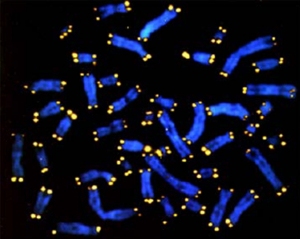 Теломеры на концах хромосом видны как желтые точки.