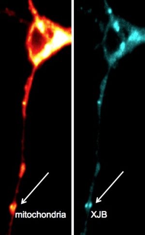 Доказательство того, что мишенью XJB-5-131 являются митохондрии. Микрофотография одного и того же первичного нейрона стриатума, выделенного из мозга мыши с моделью болезни Хантингтона.
