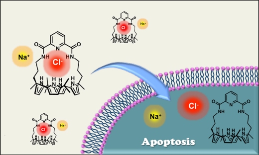 Синтетический переносчик ионов индуцирует апоптоз путем переноса в клетки хлоридного аниона