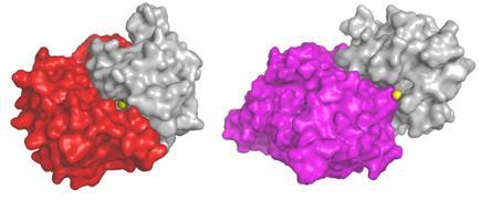 Слева: естественный механизм регуляции блокирует цинковый активный центр матриксной металлопротеиназы. Справа: новое антитело работает так же эффективно, как и естественный механизм контроля активности фермента.
