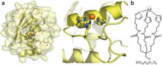 Основываясь на расшифрованной структуре консервативного цинк-связующего мотива матриксных металлопротеиназ, ученые разработали симметричный приподальный трис-имидазол-цинковый комплекс (Zn-tripod; ZnC36H59N11O8) и использовали его для иммунизации организма мышей.