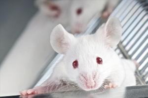 Ученые вывели штамм мышей, у которых можно «выключить» или удалить ген HK2 во взрослом состоянии, и установили, что у этих мышей не могут развиваться раковые опухоли легких и молочной железы. Во всем остальном такие животные остаются совершенно нормальными и здоровыми.
