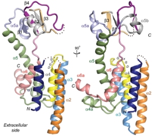 Вид сбоку структуры белка FlaК – члена семейства протеаз GXGD, к которому относится и пресенилин – белок, вовлеченный в развитие болезни Альцгеймера. Понимание структуры этих белков – первый шаг к разработке лекарственных препаратов для борьбы с деменцией.