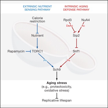 Ацетилирование гистоновых и негистоновых белков является важной посттрансляционной модификацией, затрагивающей многие клеточные процессы. Исследование показало, что по мере старения клеток NuA4-ацетилирование белка Sip2, регуляторной β-субъединицы комплекса Snf1 (AMP-активируемой протеинкиназы дрожжей), снижается. Ацетилирование, контролируемое антагонистами – NuA4 и Rpd3 – усиливает взаимодействие Sip2 с Snf1, каталитической субъединицей комплекса Snf1. Взаимодействие Sip2-Snf1 подавляет активность Snf1, приводя к снижению фосфорилирования нижележащей мишени, Sch9 (гомолог Akt/S6K), и, в конечном итоге, к замедлению роста, но увеличению репликативной продолжительности жизни. Клетки с ацетилированнным Sip2 более устойчивы к окислительному стрессу. Антивозрастной эффект ацетилирования Sip2 независим от внешней доступности питательных веществ и активности TORC1. Ученые  предполагают, что белковый каскад ацетилирования-фосфорилирования, регулирующий активность  Sch9, управляет естественным старением, а также увеличивает репликативную продолжительность жизни дрожжей.