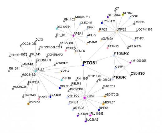 Участок сети, сосредоточенный вокруг  гена циклооксигеназы-1 (COX1 или PTGS1), принимающей участие в синтезе простагландинов, контролирующих активность гладкой мускулатуры наряду со многими другими физиологическими функциями.