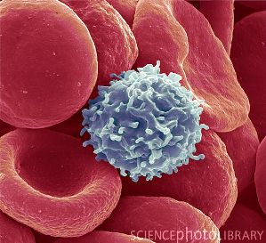 Красные клетки крови – эритроциты (красные) и белые клетки крови – лимфоциты  (синие) (СЭМ).  Эритроциты переносят кислород и углекислый газ. Двояковогнутая форма эритроцитов обеспечивает максимальную площадь поверхности для обмена газов.