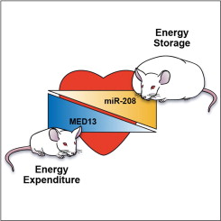 Гиперэкспрессия  MED13 или фармакологическое ингибирование miR-208a делают мышей  устойчивыми к ожирению, индуцированному пищей с высоким содержанием  жиров, повышают системную чувствительность к инсулину и толерантность к  глюкозе. С другой стороны, генетическое удаление MED13, в частности, в  кардиомиоцитах, усиливает ожирение и метаболический синдром.  Метаболическое действие MED13 обусловлено повышением расхода энергии и  регуляцией многих генов, вовлеченных в энергетический баланс в сердце.  Эти данные свидетельствуют о роли сердца в системной регуляции обмена  веществ и указывают на MED13 и miR-208a как на потенциальные  терапевтические мишени для лечения нарушений метаболизма.