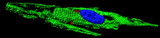 3-D изображение клетки, близкой по своим характеристикам к кардиомиоциту, полученной методом прямого перепрограммирования из человеческого фибробласта; клетка окрашена маркером саркомера – сократительной единицы поперечнополосатых мышц.