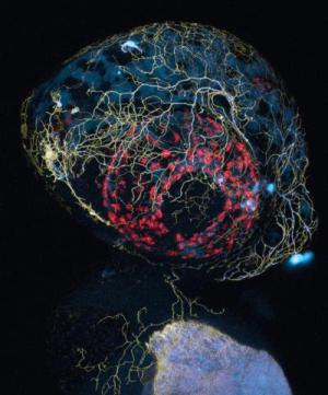 Конфокальная микрофотография головы рыбки данио с помеченными флуоресцентными белками мембранами сенсорных аксонов (желтые), митохондриями (голубые), и автофлуоресценцией (красная).