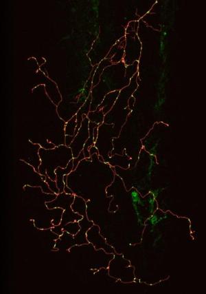 Конфокальная микрофотография отдельного сенсорного нейрона рыбки-зебры с помеченной мембраной (красная) и митохондриями (зеленые).