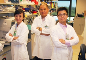 Чэнь Чэнь (Chen Chen), Виньбинь Дэн (Wenbin Deng) и Пэн Цзян (Peng Jiang) руководили изучением терапевтического потенциала полученных из стволовых клеток астроцитов.