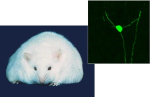 Эксперименты на мышах показывают, что пересаженные нейроны могут помочь исправить генетический дефект – отсутствие рецепторов лептина, – вызывающий ожирение и диабет.