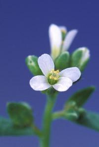 Цветок Арабидопсиса Таля (Arabidopsis thaliana)