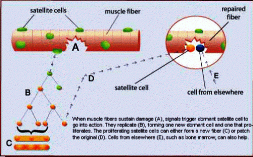 Мышечная  ткань может восстанавливаться в ответ на повреждение (А). Основную роль в  регенерации мышц играют так называемые сателлитные клетки, или мышечные  стволовые клетки. В ответ на повреждение они активируются химическими  сигналами и реплицируются (В), образуя одну новую стволовую  и одну  пролиферирующую клетки. Пролиферирующие сателлитные клетки могут либо  образовать новую миофибриллу (С), либо восстановить исходную (D). В этом  процессе могут участвовать и другие клетки, например, клетки костного  мозга (Е).