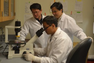 Чженюй Тан (Zhenyu Tang) (за микроскопом), Айцзюнь Ван (Aijun Wang) (слева) и Сун Ли (Song Li) изучают культуру мультипотентных сосудистых стволовых клеток. Ученые считают, что вновь открытые стволовые клетки вносят вклад в развитие заболеваний, для которых характерна потеря эластичности артерий.