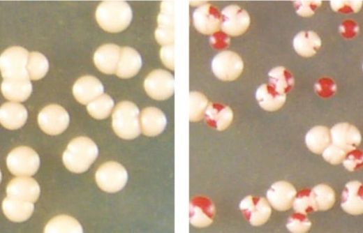 Когда колонии дрожжевых клеток, содержащих скопления прионных белков (колонии белых клеток слева), оказываются в стрессовых условиях (подвергаются воздействию высоких температур), некоторые из них могут трансформировать эти агрегированные белки в неслипающуюся форму (красные клетки в колониях справа).