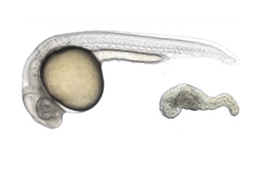 Бернард и Крис Тиссы вырастили эмбрион рыбки данио, давая нужные «команды» эмбриональным стволовым клеткам.