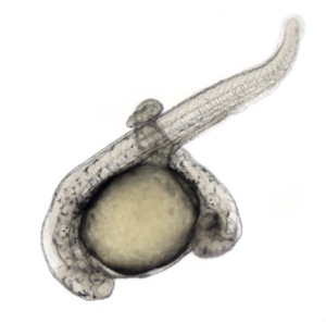 Эмбрион позвоночного, развитие которого инициировано двумя сигналами.