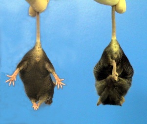 Поднятая за хвост здоровая мышь (слева) активно пытается освободиться. В отличие от здорового животного трансгенная мышь, экспрессирующая человеческий мутантный хантингтин, (справа) «съеживается», демонстрируя фенотип, характерный для неврологических заболеваний.